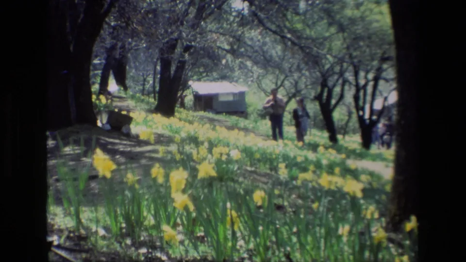 A foreground bed of yellow daffodils frames visitors standing under trees at Daffodil Hill, California, in 1985.