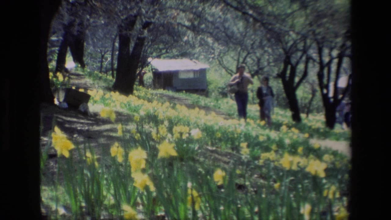 Two adults walking through yellow daffodils in a wooded hillside with a small structure behind them.