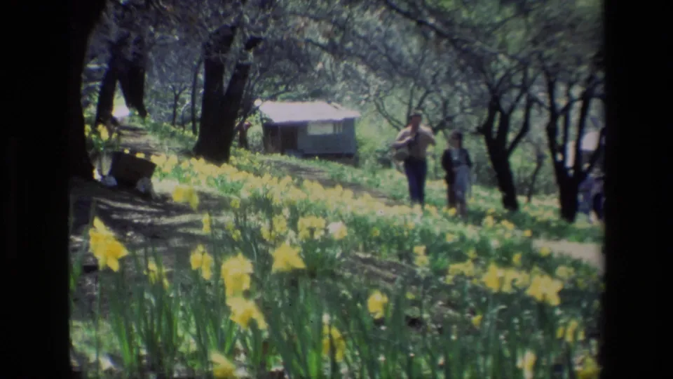 1985 Daffodil Hill, California frame showing two adults on a dirt path among yellow daffodils, trees, and a small structure.