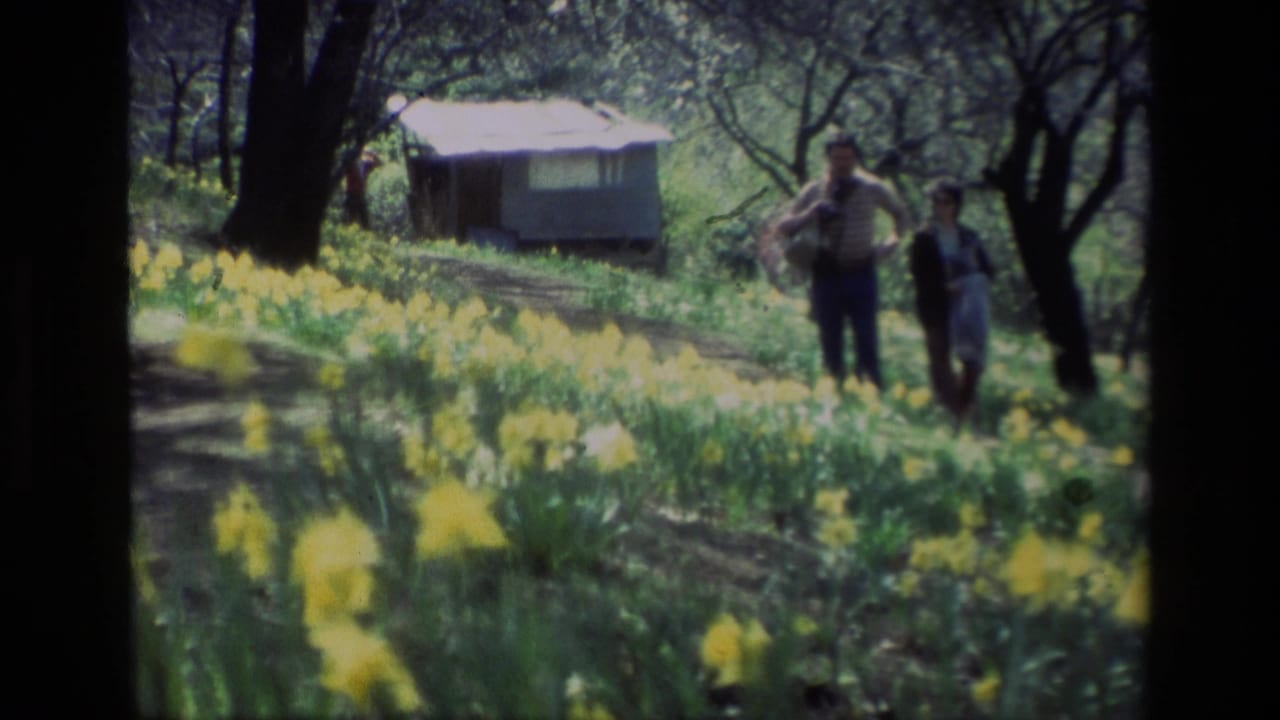 At Daffodil Hill in 1985, two adults walk toward camera through yellow flowers under trees, with a small structure behind them.