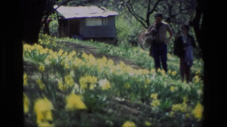 1985 California home-movie frame with adults near the foreground, yellow daffodils across the slope, and a small structure among trees.