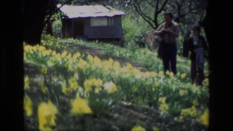End frame from 1985 Daffodil Hill footage showing two adults at right, yellow flowers along the path, and a small structure under trees.