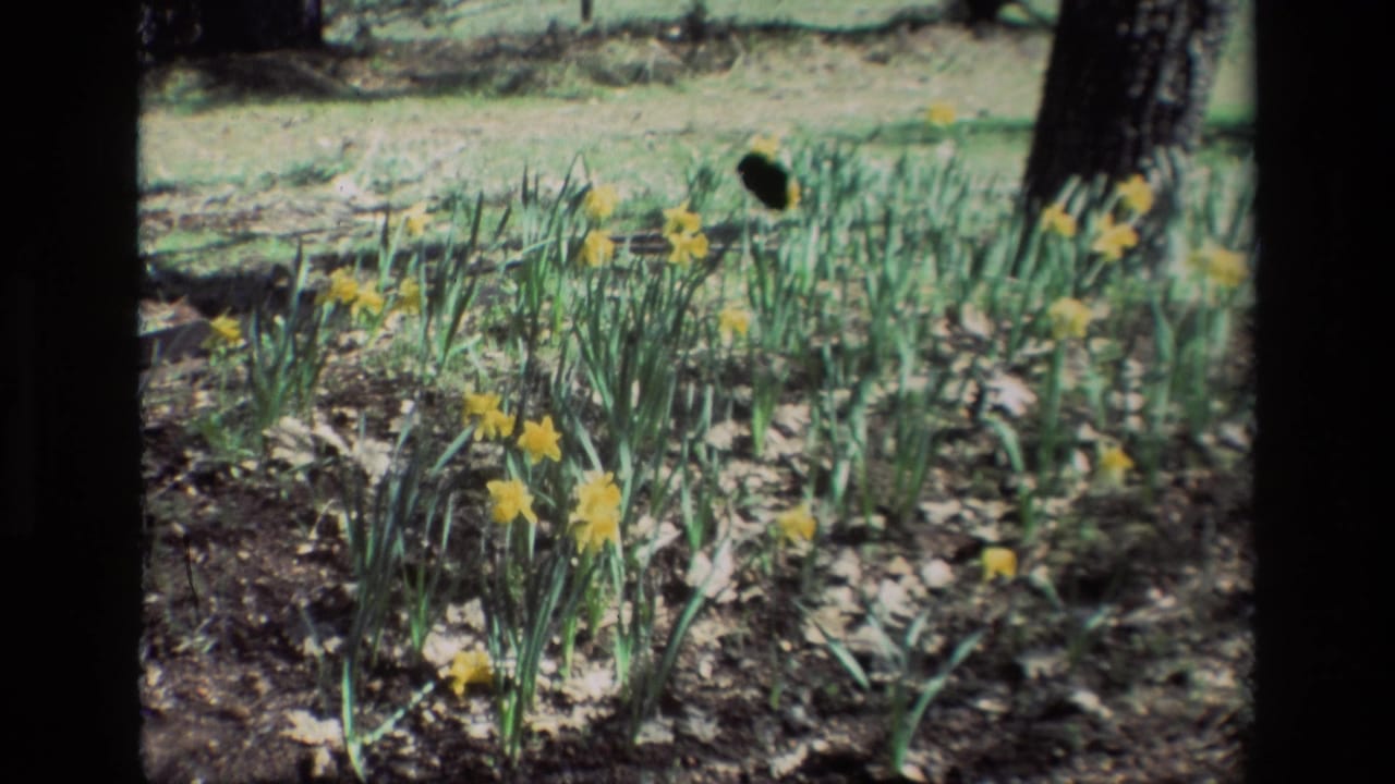 1985 8mm frame from Daffodil Hill, California, showing yellow daffodils scattered across a shaded woodland floor beneath tree trunks.