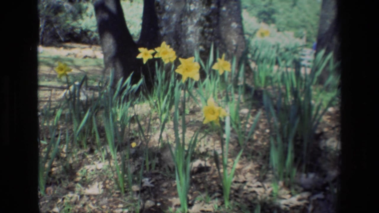 1985 Daffodil Hill frame with a closer cluster of yellow daffodils standing in grass and leaf litter near tall tree trunks.