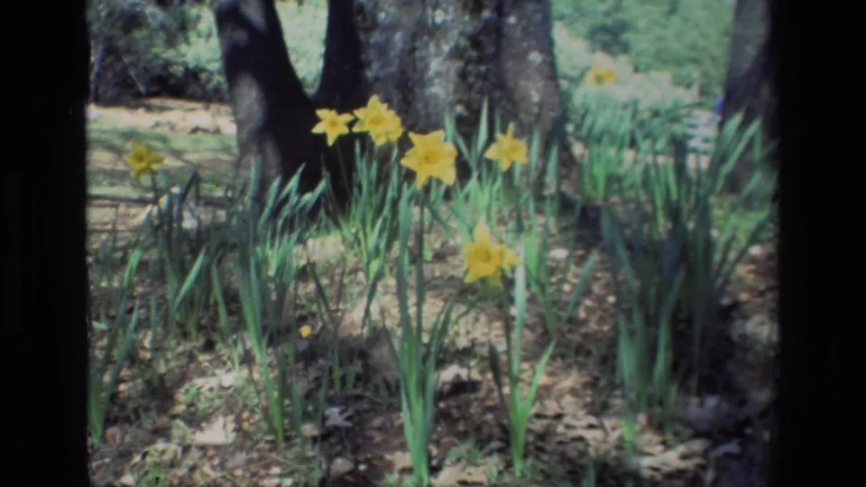 1985 Daffodil Hill frame with a closer cluster of yellow daffodils standing in grass and leaf litter near tall tree trunks.