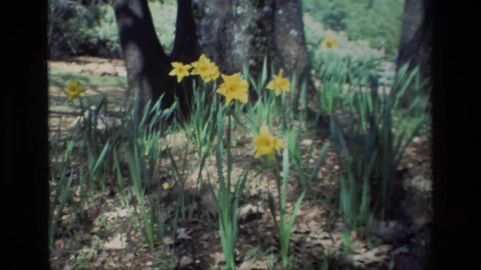 Daffodil Hill, California, 1985 frame showing yellow blossoms and tall green leaves across a shaded, leaf-covered woodland garden floor.