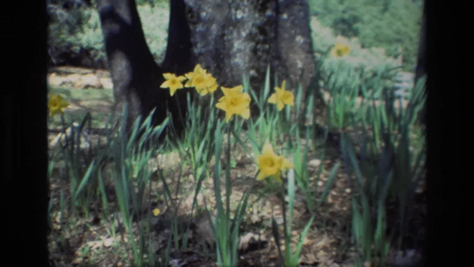 Final 1985 8mm frame from Daffodil Hill with yellow daffodils blooming beside dark tree trunks in dappled woodland light.