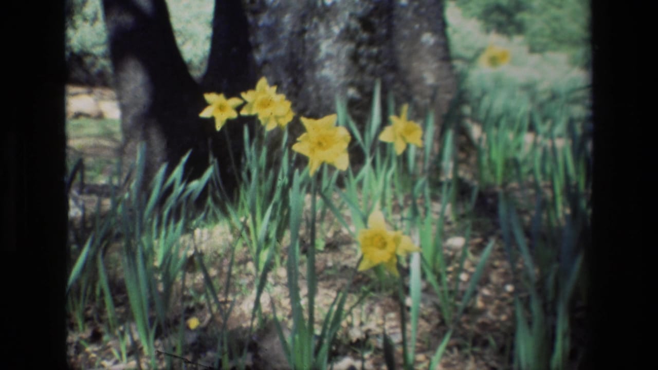 1985 8mm frame from Daffodil Hill, California, showing yellow daffodils in front of a tree trunk and green leaves.