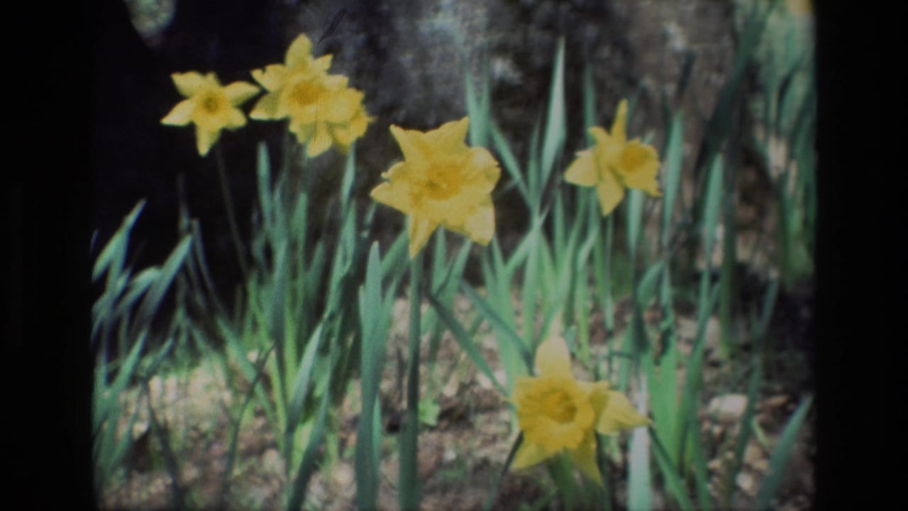 1985 8mm frame at Daffodil Hill with yellow daffodil blossoms clustered near a dark tree trunk and soft greenery.