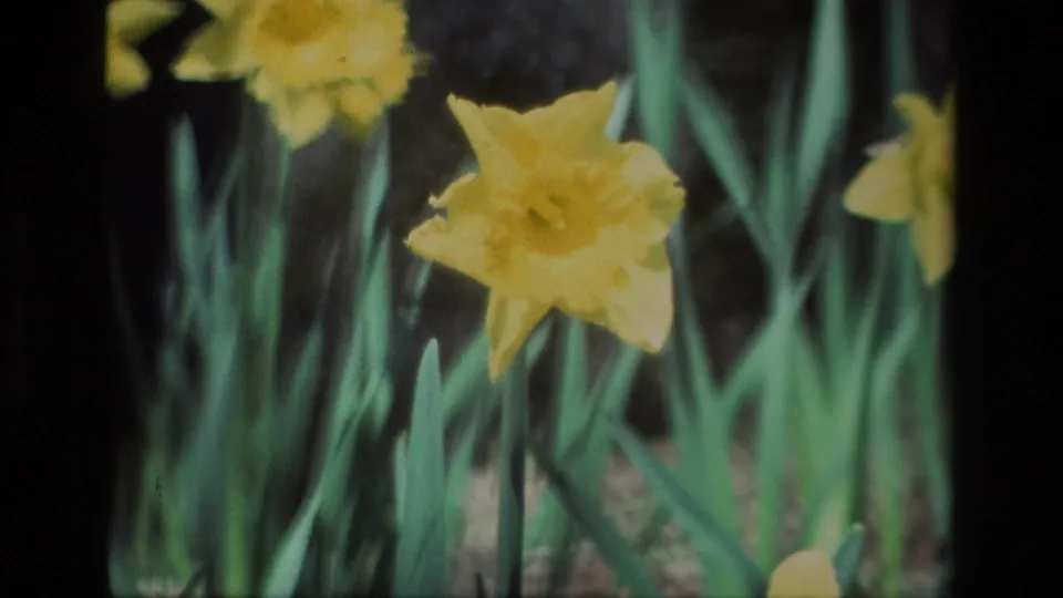 Close 1985 8mm view of a yellow daffodil at Daffodil Hill, California, surrounded by soft green leaves.
