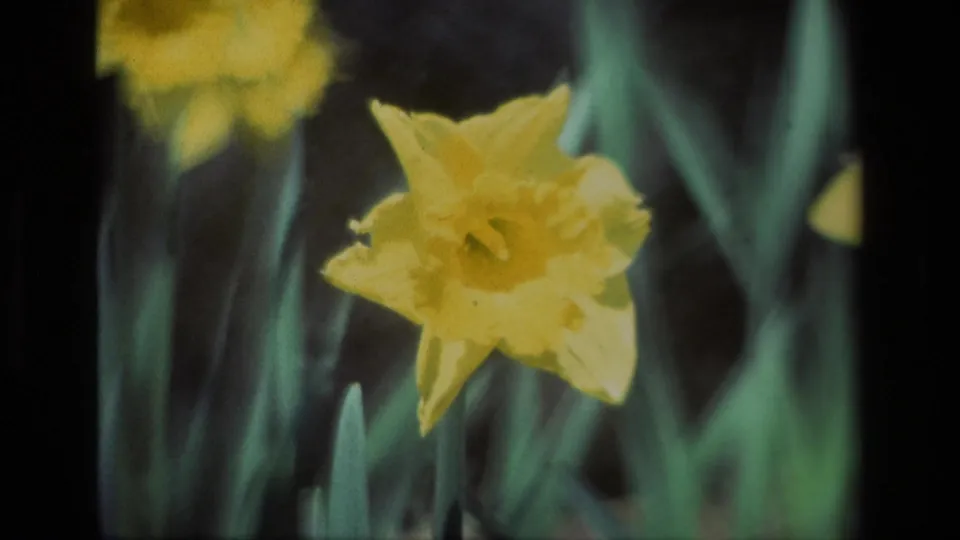 Tight 1985 8mm close-up of a yellow daffodil bloom at Daffodil Hill with green leaves and soft focus.