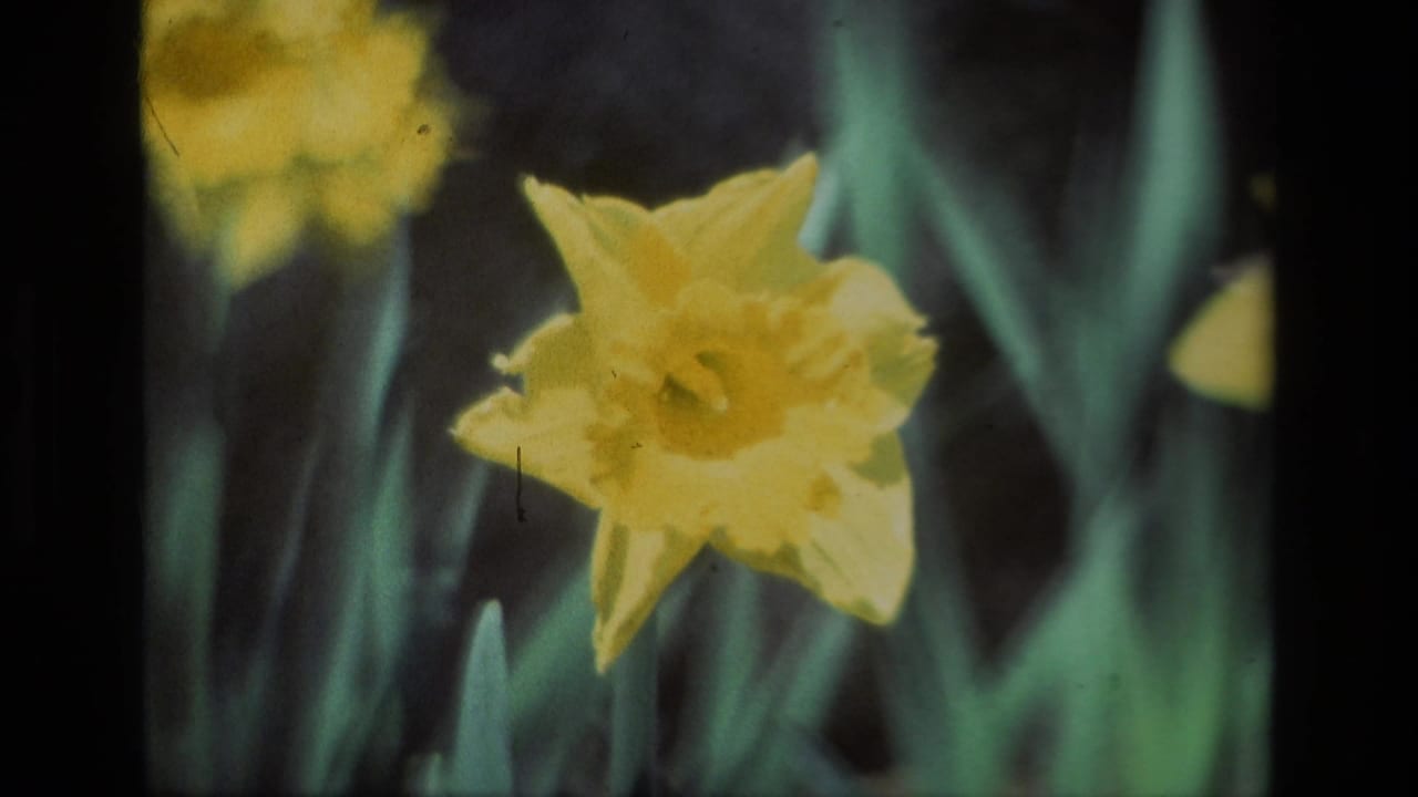 Close yellow daffodil among green leaves against a dark garden background.