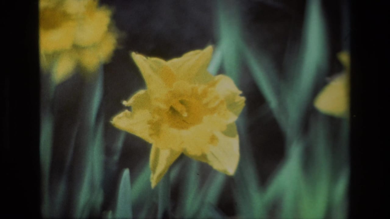 Yellow daffodil close-up with green leaves and dark blurred background.