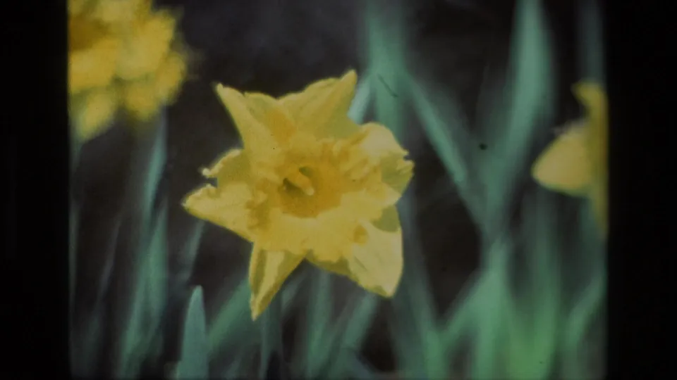 A 1985 8mm close-up of a yellow daffodil with tall green leaves, likely swaying gently in the garden breeze.