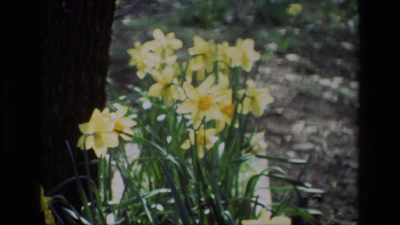 Yellow daffodils growing beside dark tree trunks in a sunlit outdoor bed.