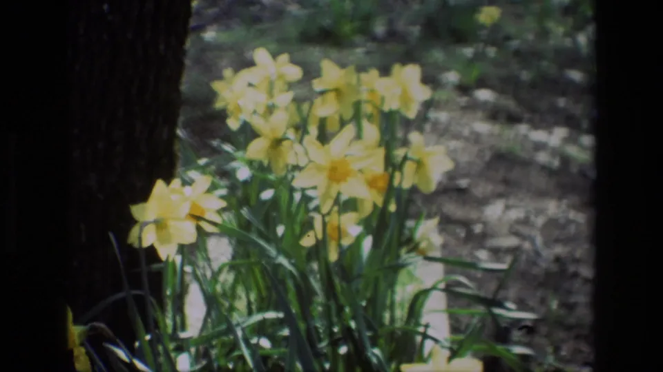 1985 8mm frame from Daffodil Hill, California, showing yellow daffodils clustered near dark tree trunks and mottled ground.