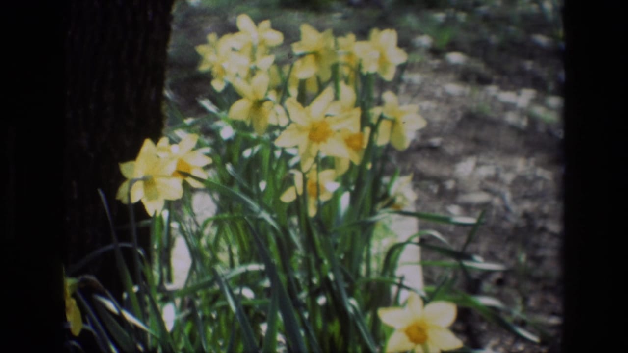 1985 Daffodil Hill home-movie frame with yellow daffodils and green leaves filling the right side of the view.