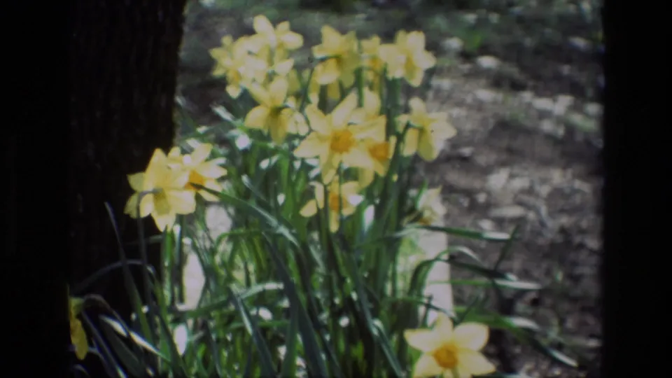 1985 Daffodil Hill home-movie frame with yellow daffodils and green leaves filling the right side of the view.