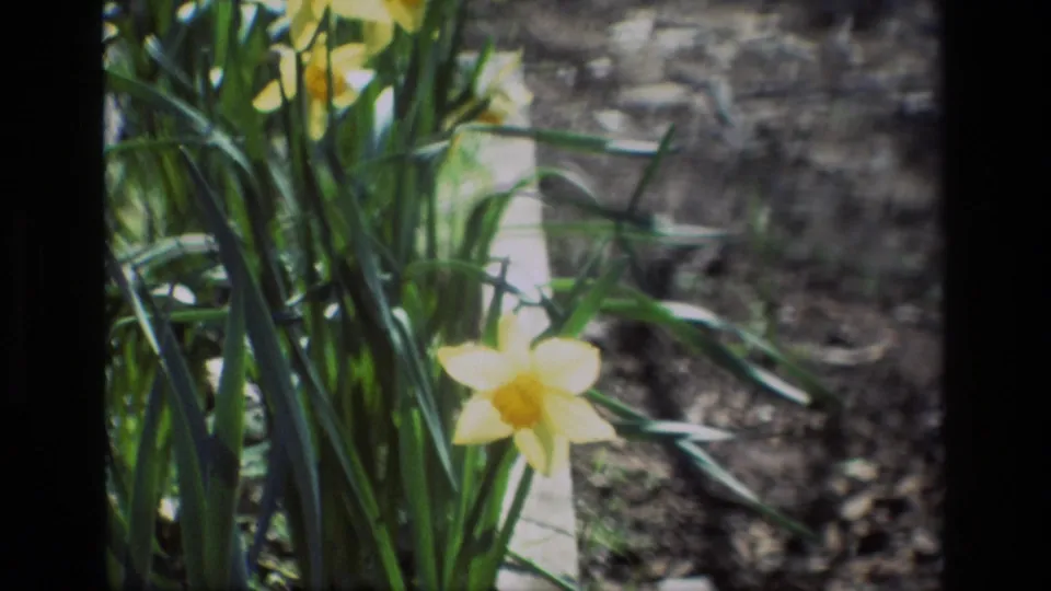 8mm frame from Daffodil Hill in 1985 showing daffodil stems and blossoms close to the camera, with tree trunks at the edge.