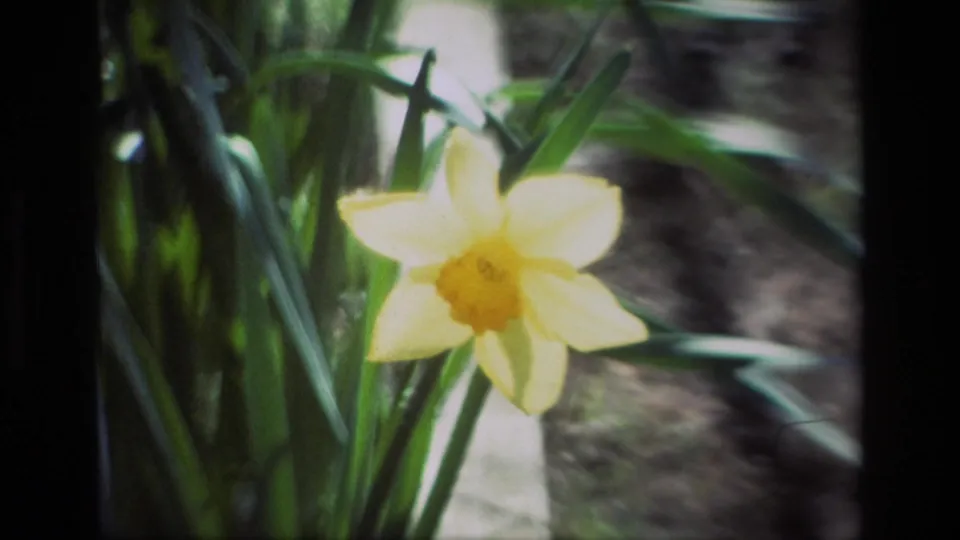Close 1985 Daffodil Hill frame centered on one yellow daffodil bloom, with green leaves and a blurred outdoor bed behind it.