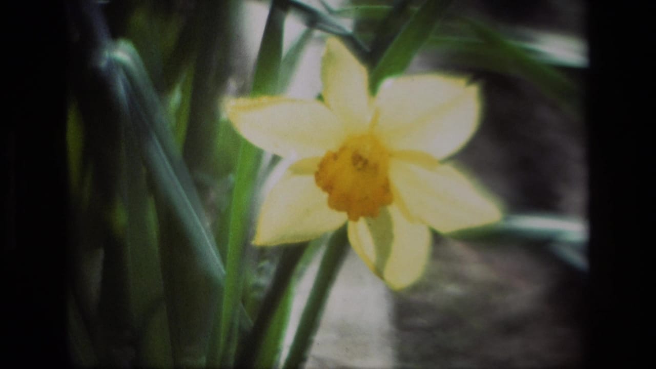 Yellow daffodil bloom among green leaves and shaded ground.