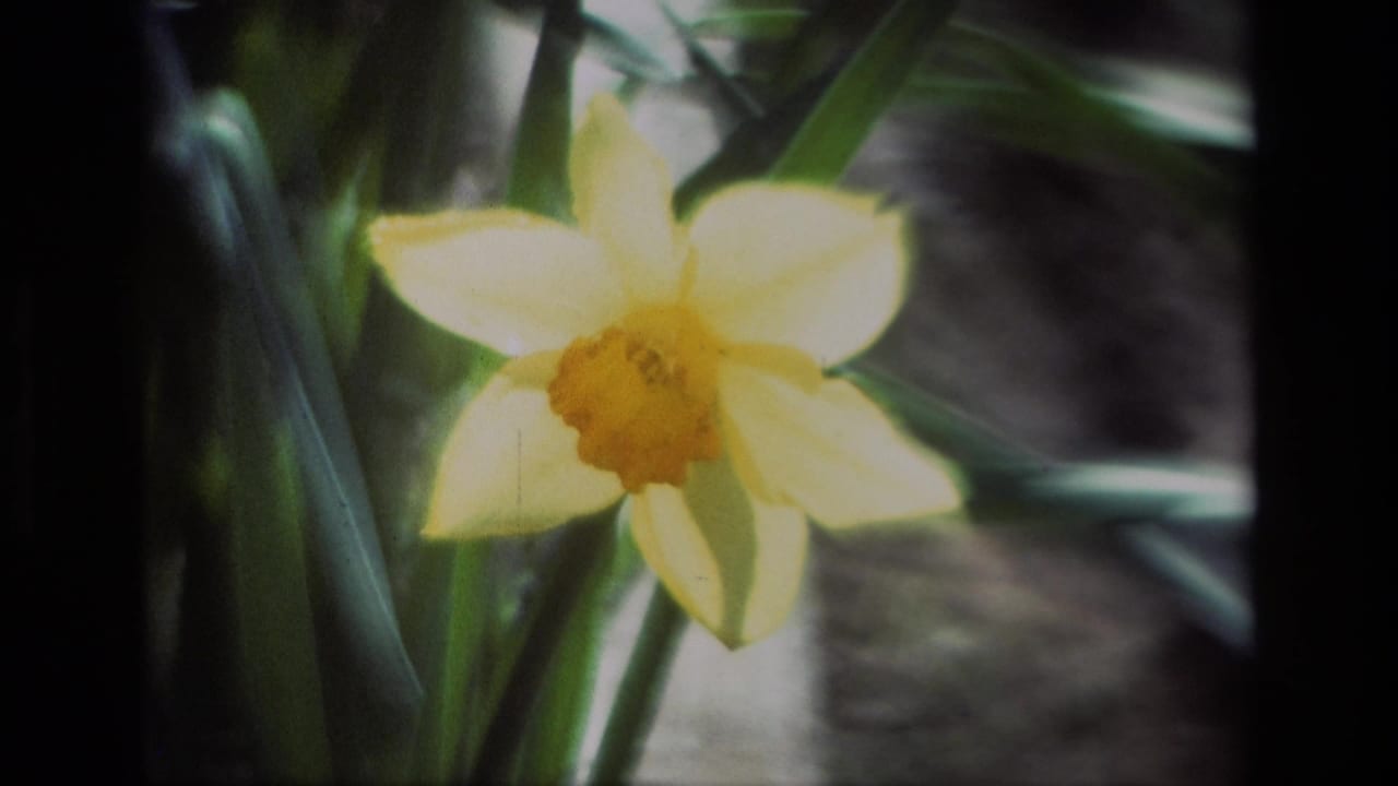Yellow daffodil with pale petals and green foliage behind it.