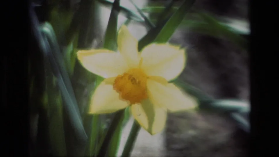 A close 8mm frame of a yellow daffodil at Daffodil Hill, California, with pale petals, orange center, and surrounding foliage.