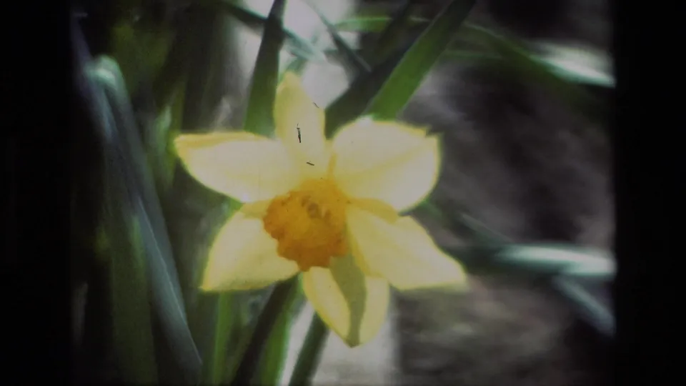 Final 1985 8mm frame of a yellow daffodil at Daffodil Hill, California, showing soft focus, green foliage, and small film marks.