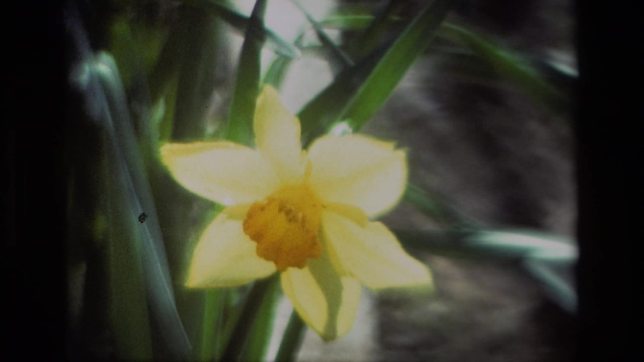 Soft 1985 8mm close-up of a yellow daffodil at Daffodil Hill, California, with green foliage behind it.