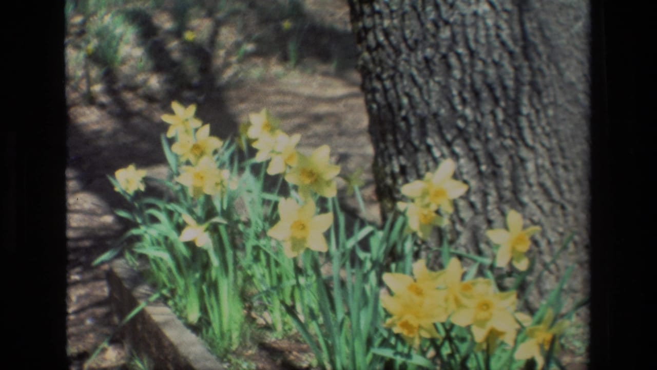 Cluster of yellow daffodils beside a large tree trunk and garden edging.