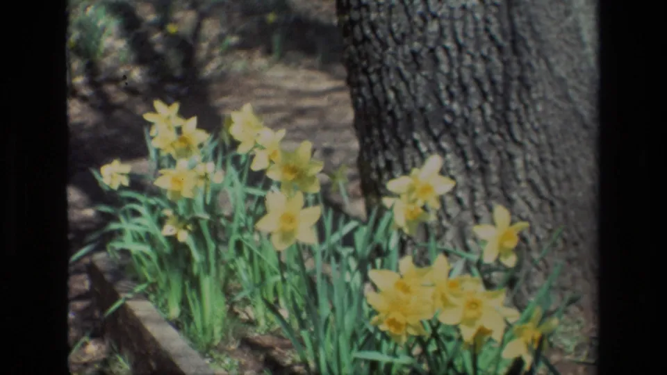 A wider 8mm view shows yellow daffodils, green leaves, garden edging, and a large oak trunk at Daffodil Hill in 1985.