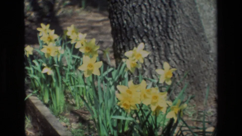 Daffodil clusters beside a broad oak trunk appear in warm 1985 8mm footage from Daffodil Hill, California.