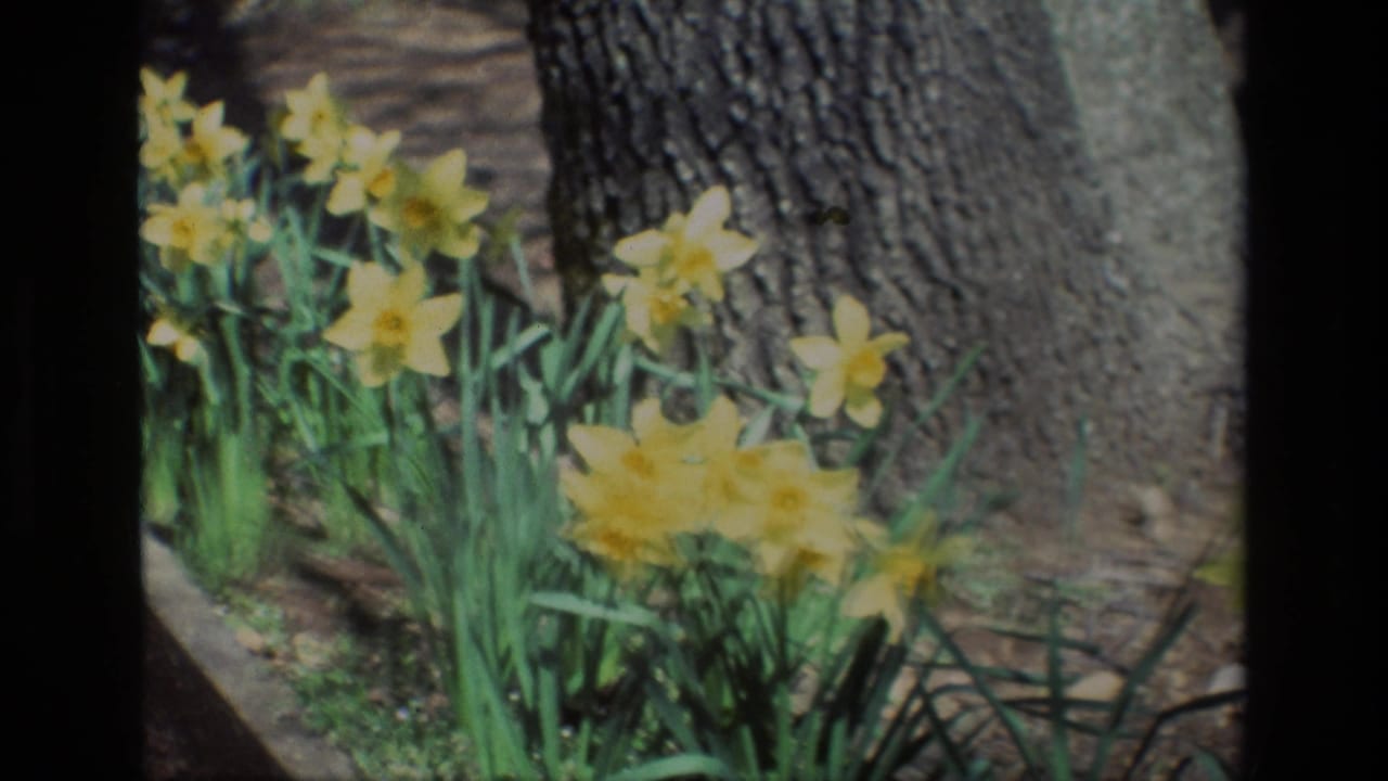 Yellow daffodils growing beside a large tree trunk in a garden setting.