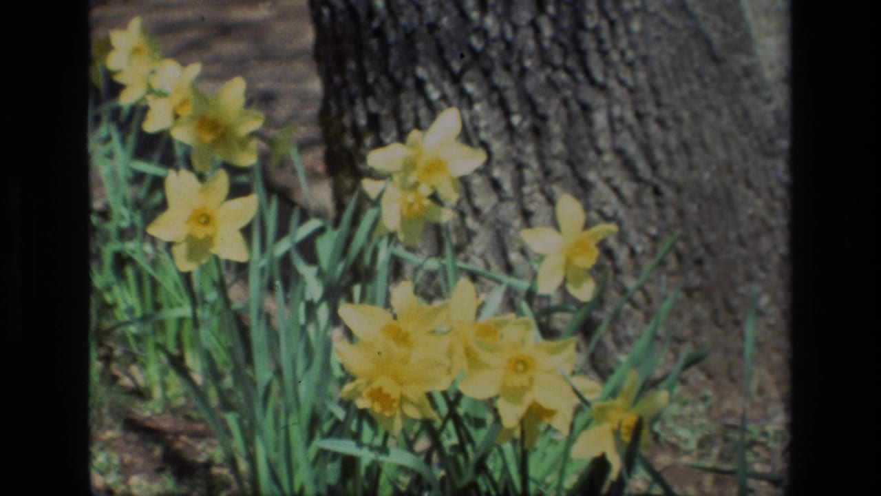 1985 Daffodil Hill home-movie frame showing yellow daffodils, green leaves, and a textured tree trunk in the background.