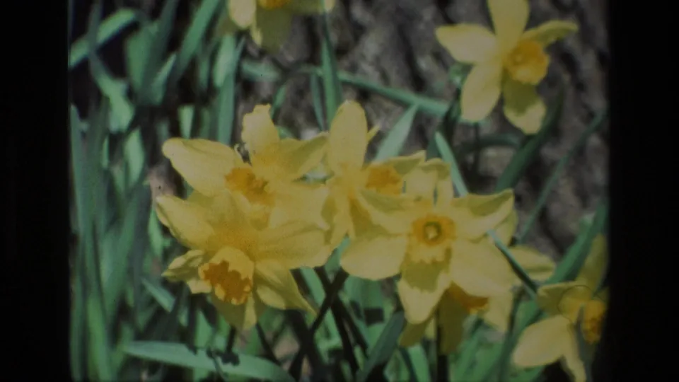 Close 1985 8mm view of yellow daffodil blossoms at Daffodil Hill, with leaves and shadowed garden detail behind them.