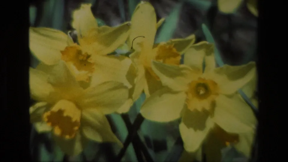 Tight 1985 8mm close-up from Daffodil Hill showing yellow daffodil flowers, orange centers, and surrounding green leaves.