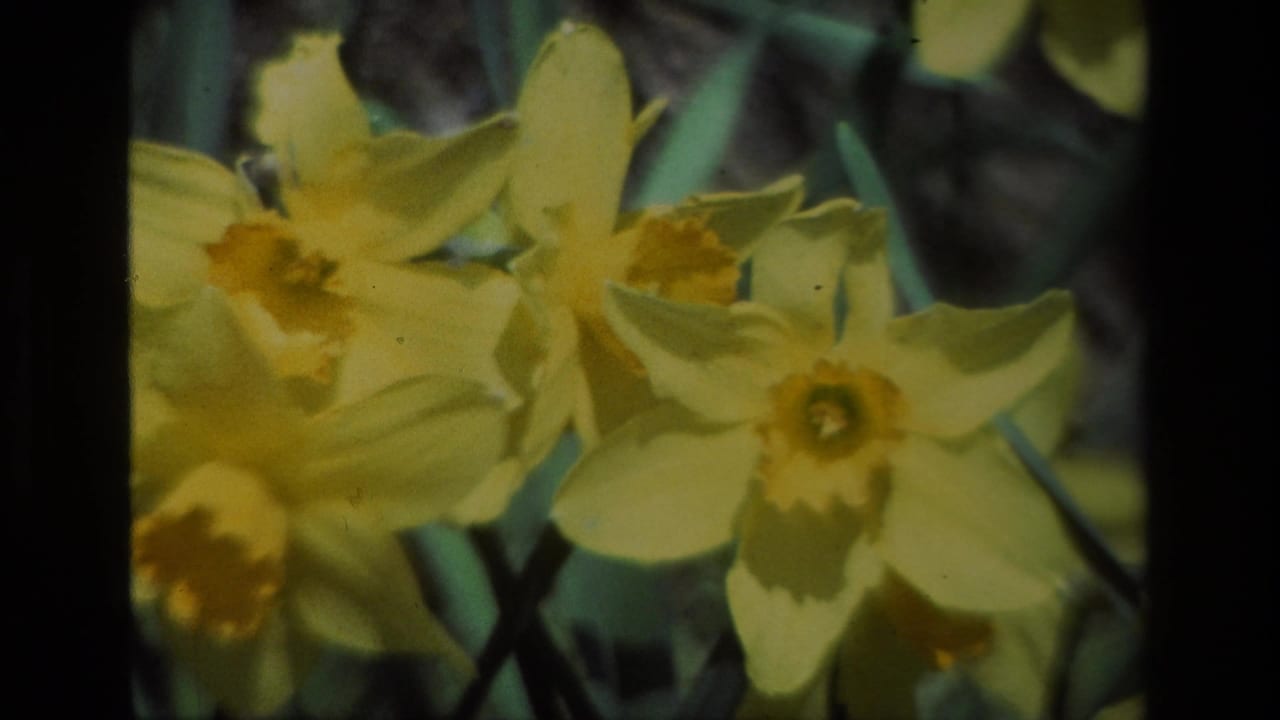 1985 Daffodil Hill home-movie frame showing yellow daffodils filling the view, with orange centers and green stems behind them.