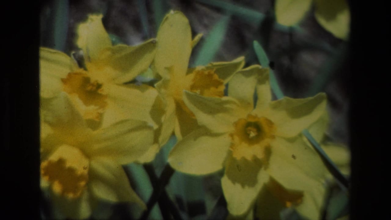 Yellow daffodils seen close up with dark foliage and green stems behind them.
