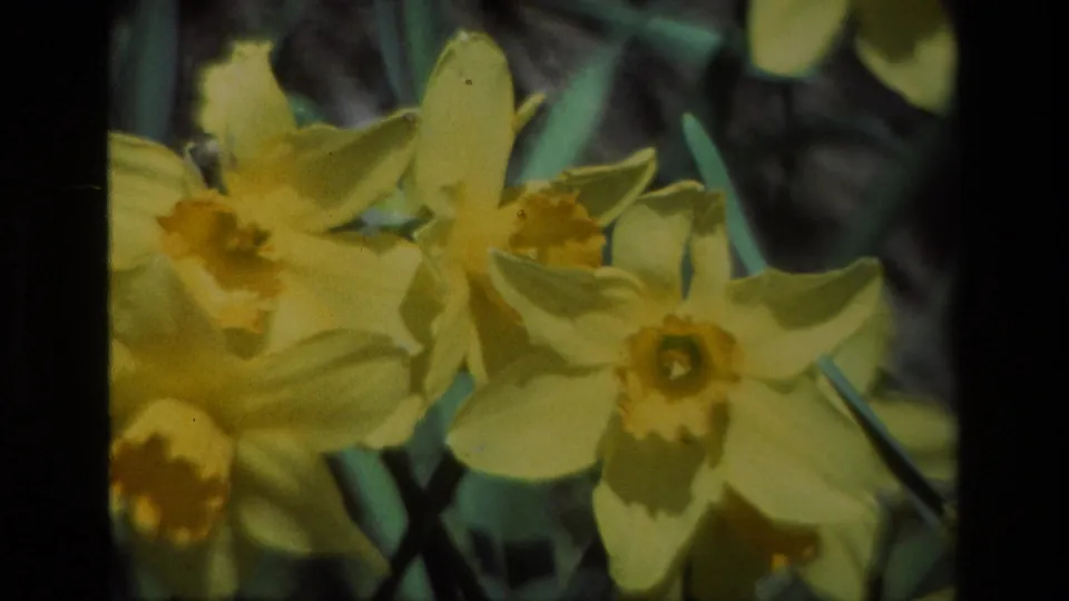 Vintage 8mm frame of yellow daffodils in bloom, closely framed with soft garden background and visible film texture.