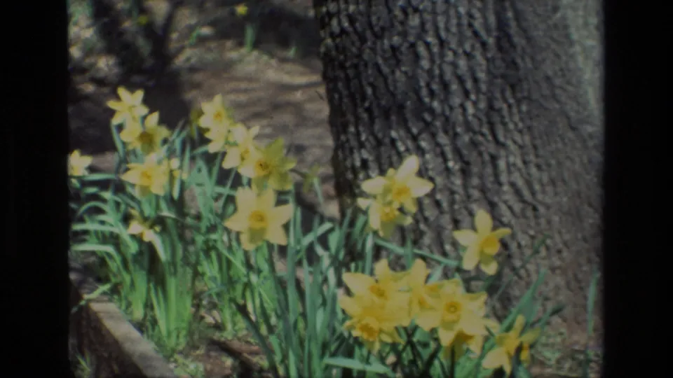 Wider Daffodil Hill view showing clusters of yellow daffodils beside a large tree trunk, with soil and garden edging visible.
