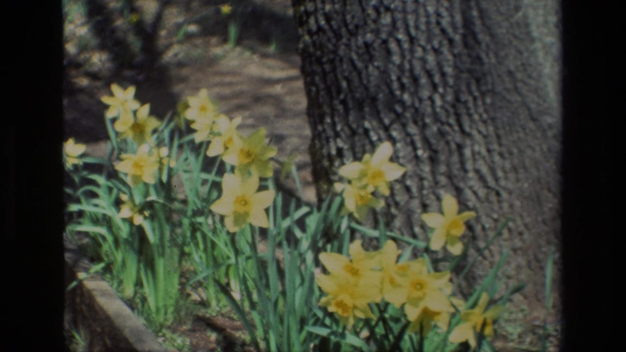Yellow daffodils beside a large tree trunk with dark 8mm frame borders.