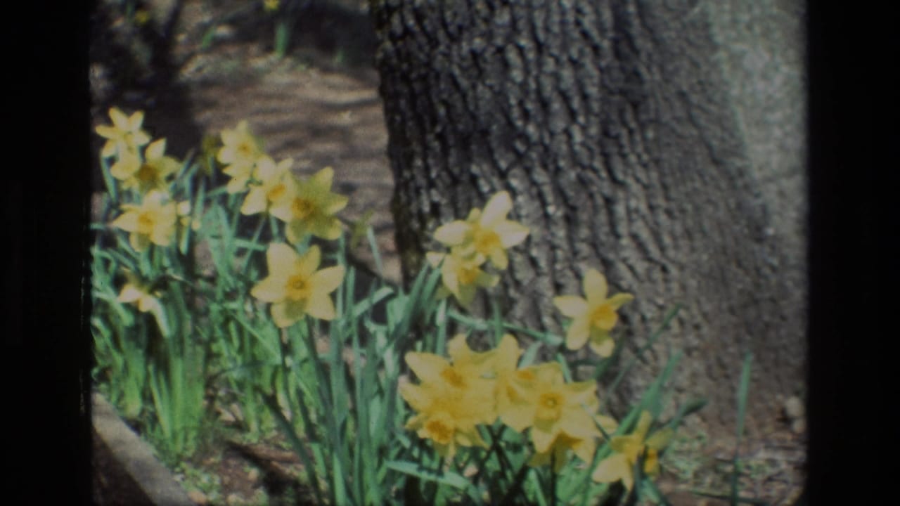 Yellow daffodils appear to sway near a broad tree trunk in 1985 Daffodil Hill 8mm footage.