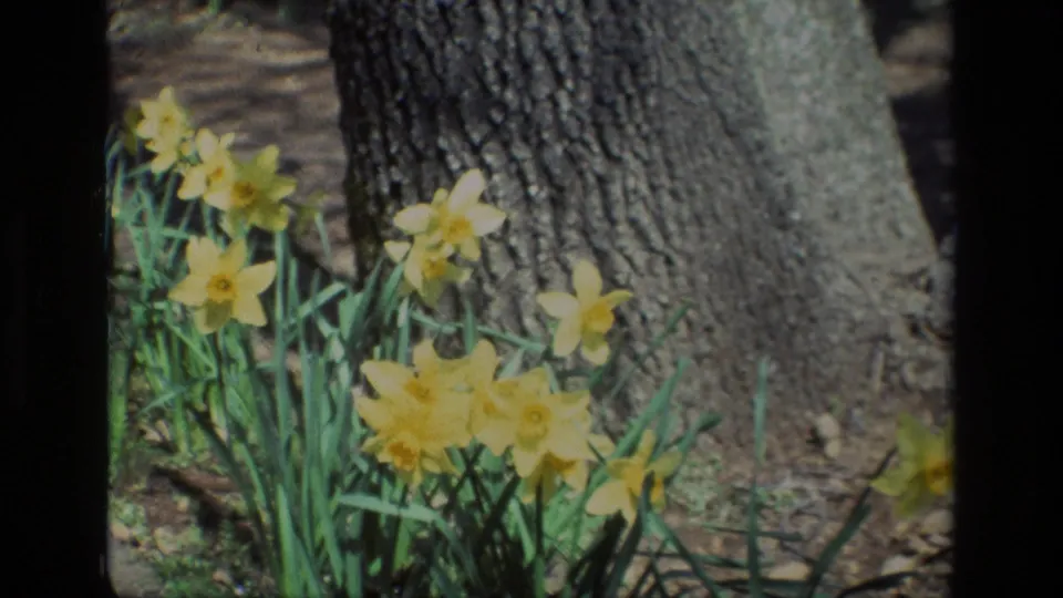 Home-movie frame from Daffodil Hill showing daffodils grouped against a large tree trunk and earthy ground.
