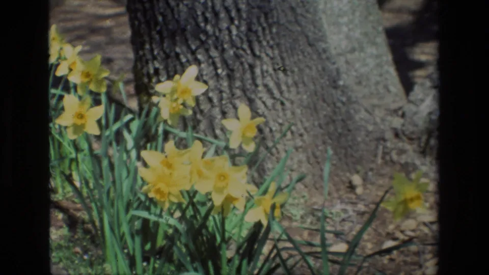 1985 8mm frame of yellow daffodils at Daffodil Hill, set against a tree trunk and shaded soil.