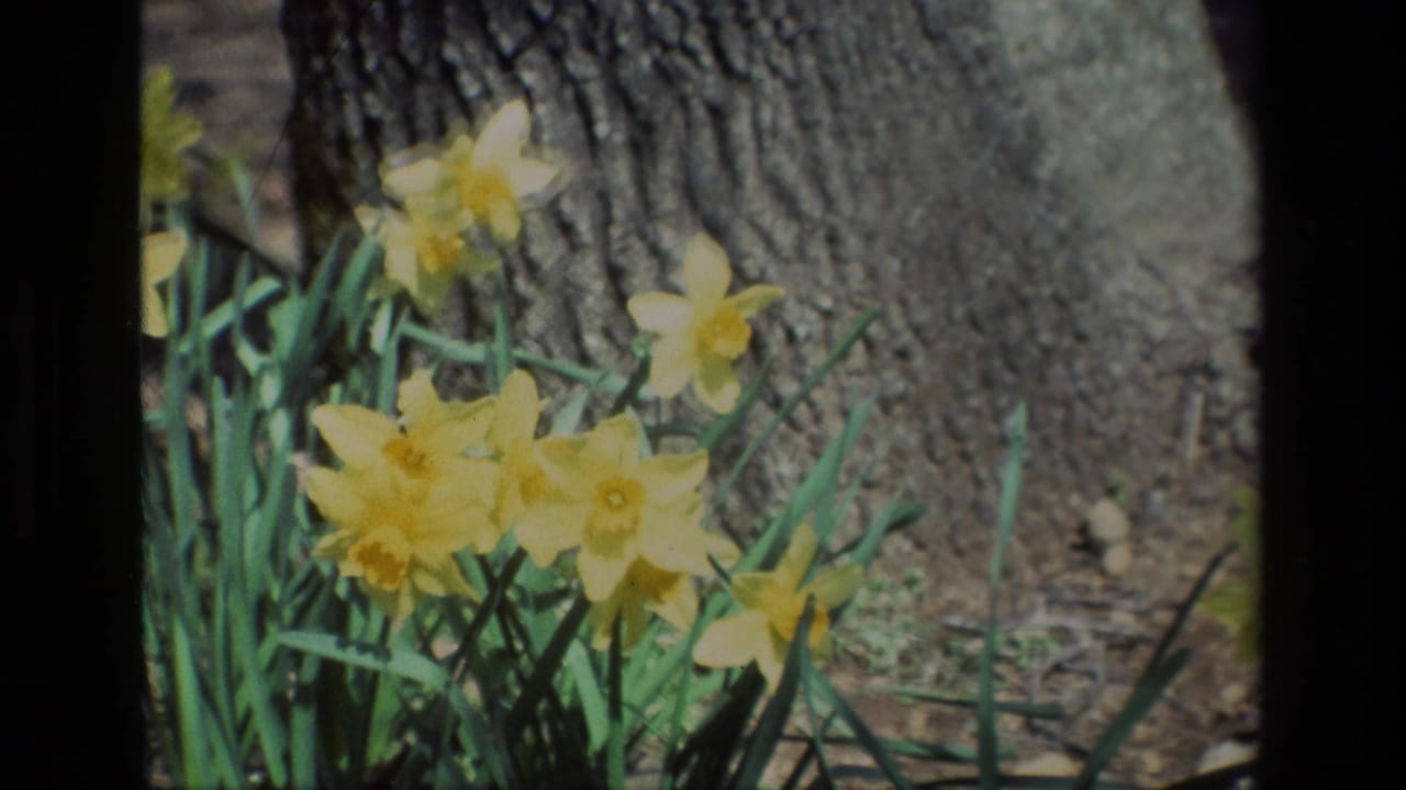 1985 8mm home-movie frame from Daffodil Hill, California, showing yellow daffodils clustered near a tree trunk.