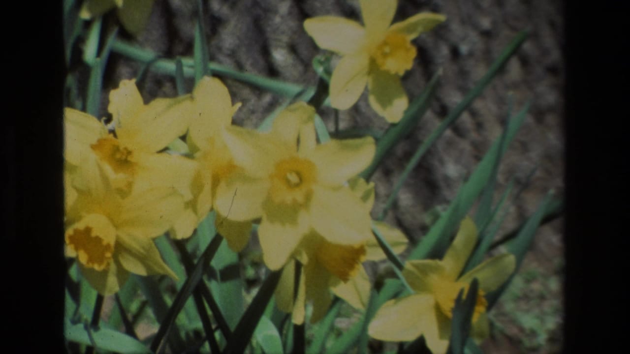 Close 8mm frame of yellow daffodils at Daffodil Hill, California, with green leaves and a textured tree behind them.