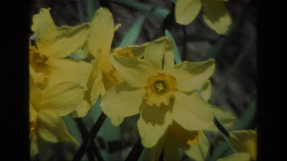 1985 Daffodil Hill home-movie frame with large yellow daffodils filling the foreground in soft 8mm focus.