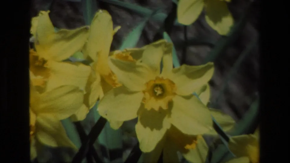 Final 8mm frame from the clip showing close yellow daffodils at Daffodil Hill, California, with stems and soft background foliage.