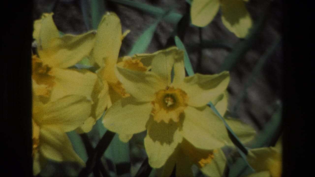 Yellow daffodils in close-up with green leaves behind them.