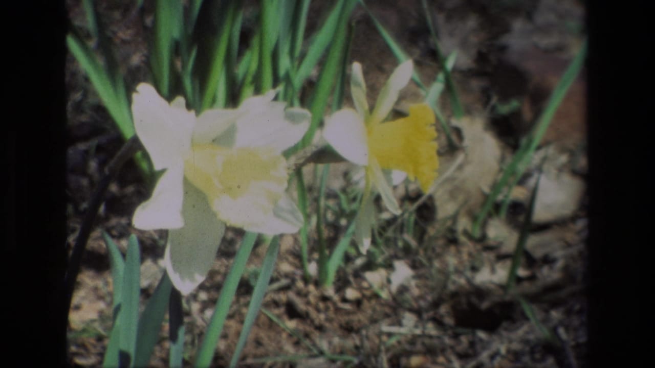 White and yellow daffodils appear in a sunlit 8mm frame from Daffodil Hill, California, with soil and upright leaves visible.